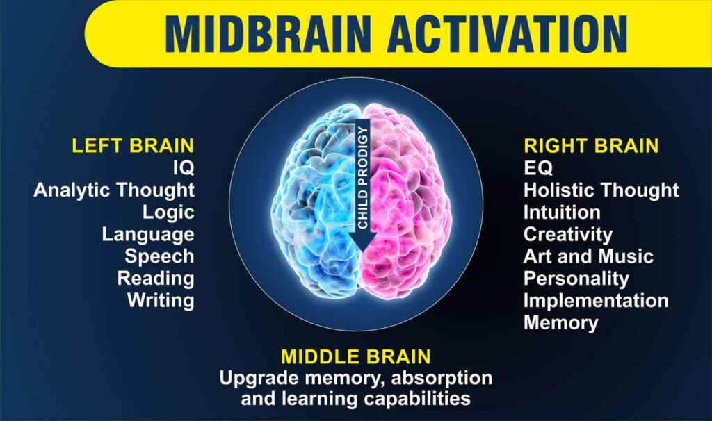 midbrain-activation